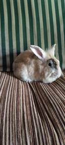 rabbit 6 month 