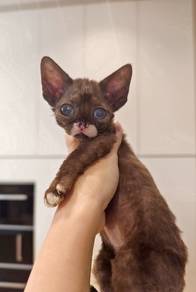 Devon rex cat
