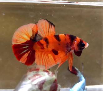 Candy Halfmoon Plakat HMPK Betta Fish/Ikan Laga
