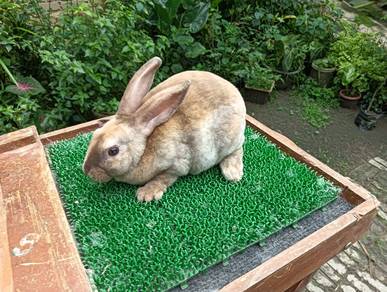 Arnab Mini Rex Offer