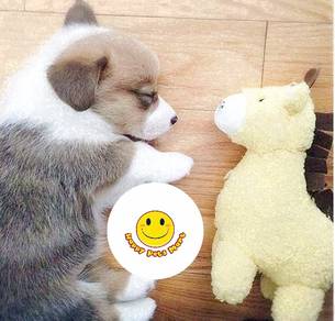0DE1KLDD beautiful Welsh Corgi puppy