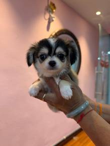 Long Hair Chihuahua Puppy