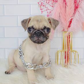 Pug