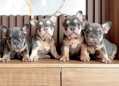 FRENCH BULLDOG PUPPIES 🌻VIP149 Girl