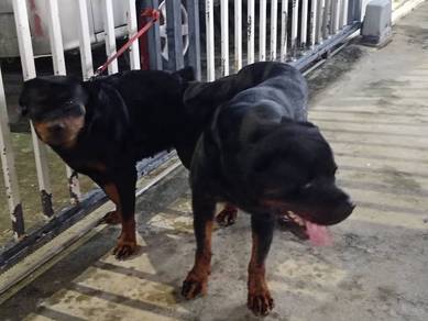 Rottweiler 