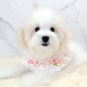 Bichon Frise