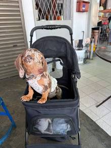 Sss Dachshund