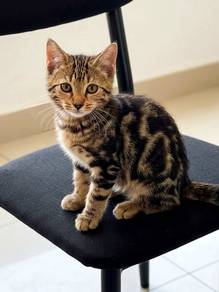 Bengal Kitten