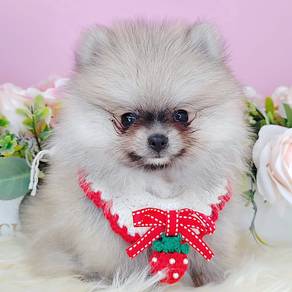 Pomeranian