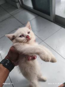 kitten 3 month
