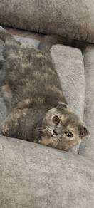 pet for rehome with fees