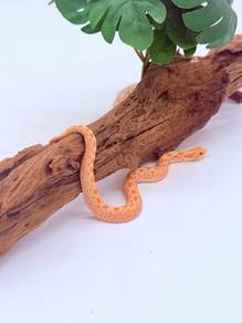 Hognose Snake