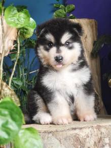 Alaskan Malamute Wooly Husky (Male) \