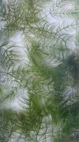 Hornwort aquaplant
