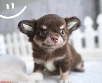 CHIHUAHUA PUPPIES VIP89🌷Head Apple Bonnie Dog Boy