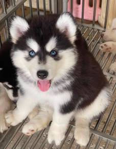 IBERIAN HUSKY PUPPIES 🌻181 Male-Female