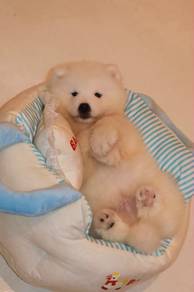 J0686 Samoyed fluffy snow white puppy