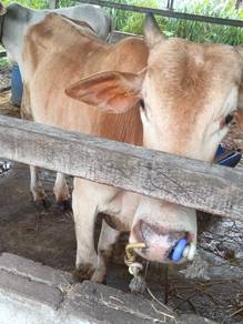 lembu jantan 