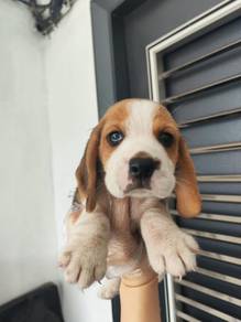 Beagle