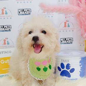Bichon Frise