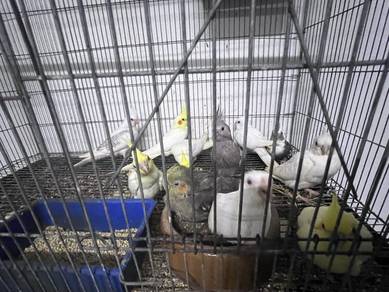 cockatiel anak muda