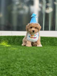 Maltipoo puppies r