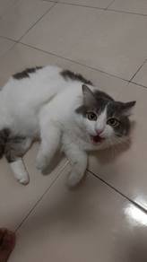 ZORRO 🐱 FOR REHOME (SHAH ALAm)