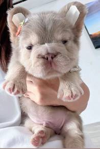 FRENCH BULLDOG PUPPIES 🌻VIP132 Long Fur / Boy