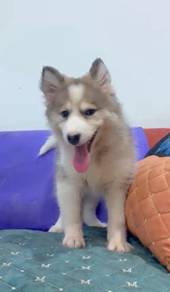 Wooly husky male and female