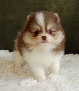POMERANIAN PUPPIES A136 🌻 Available Boy-Girl