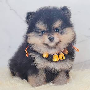 Pomeranian