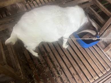 kambing boer korban
