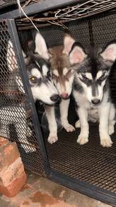 Husky puppies available