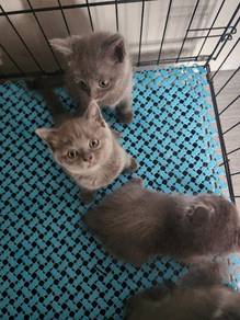 BSH - Kitten