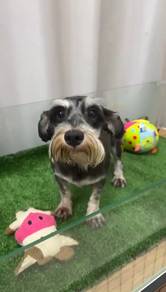 Adult Black & Silver Mini Schnauzer (Male)