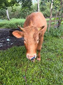Lembu