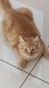 Persian Mix Cat's