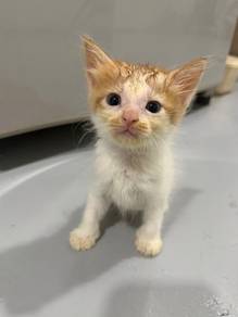 Adorable Kitten Available for Adoption ❤️🥰