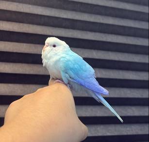 baji burung parrot