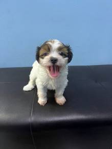 Shizoo mix poodle