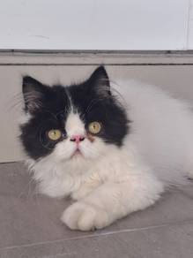 kucing rehome