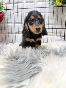 D30034 Mini Dachshund long haired cute puppy