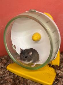 Robovski Blue Hamsters