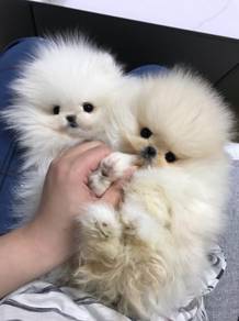Pomeranian