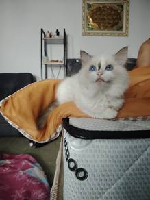 ragdoll pure cat kucibg