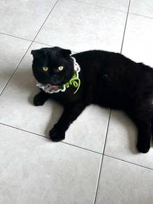 Black Scottish Fold and Siamese American Curl