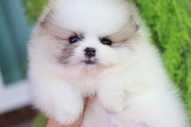 Pomeranian