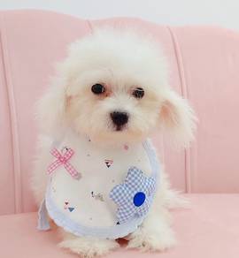 Bichon Frise