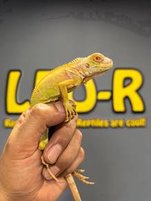 Iguana (Albino)