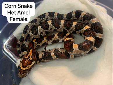 Corn Snake